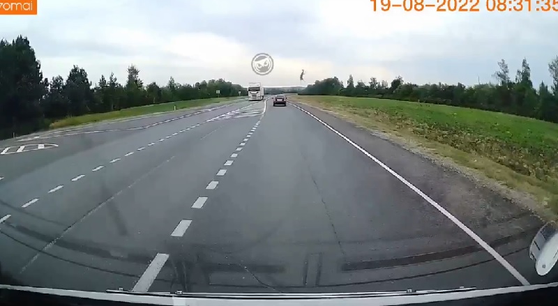 На дороге под Пензой водитель сбил резко появившуюся косулю