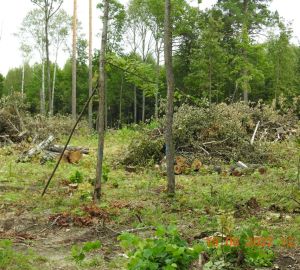 В Сосновоборском районе завели 4 дела за нарушения лесного законодательства