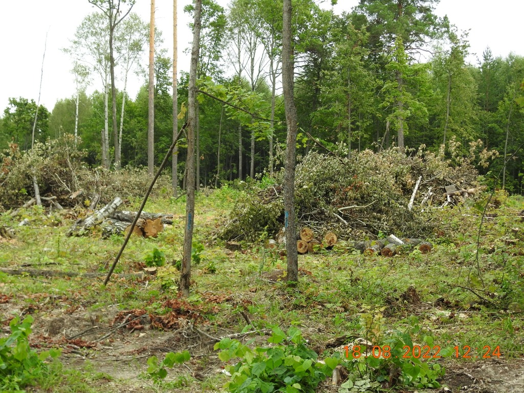 В Сосновоборском районе завели 4 дела за нарушения лесного законодательства