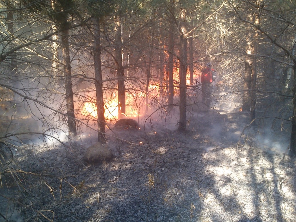 В Лунинском районе вспыхнул лесной пожар