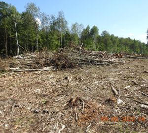 В Бессоновском районе выявили восемь нарушений лесного законодательства