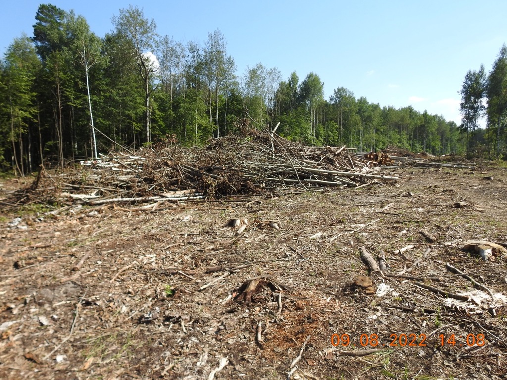 В Бессоновском районе выявили восемь нарушений лесного законодательства