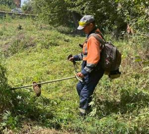 В Кузнецке наркотическое растение проросло на площади свыше 4500 квадратных метров