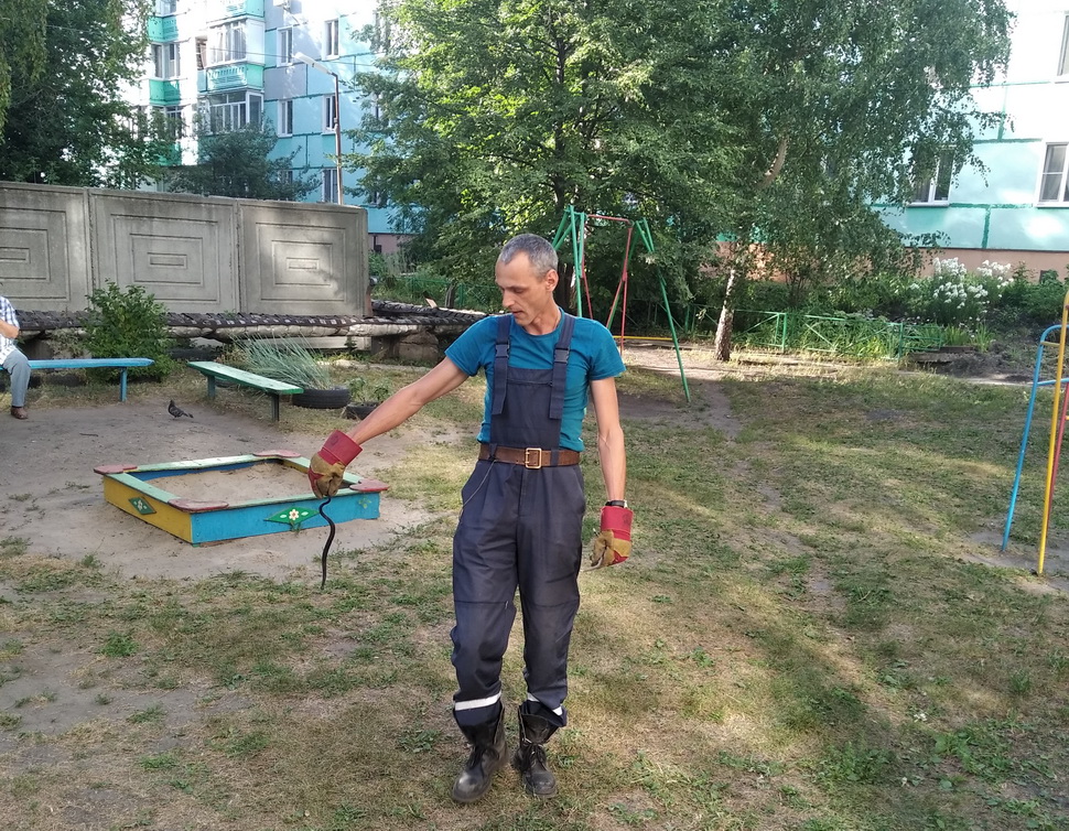 В центре Пензы в детской песочнице спасатели поймали ядовитую змею