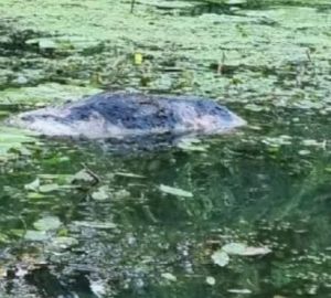 Пензенцы плавают в водоеме с гниющей тушей