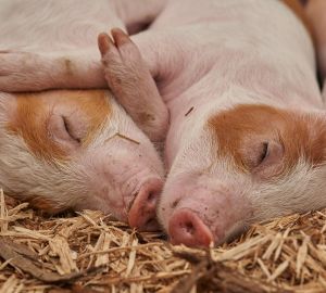 В районах Пензенской области ввели карантин по африканской чуме