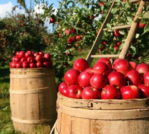 Пензенцев приглашают на «Яблочный спас»