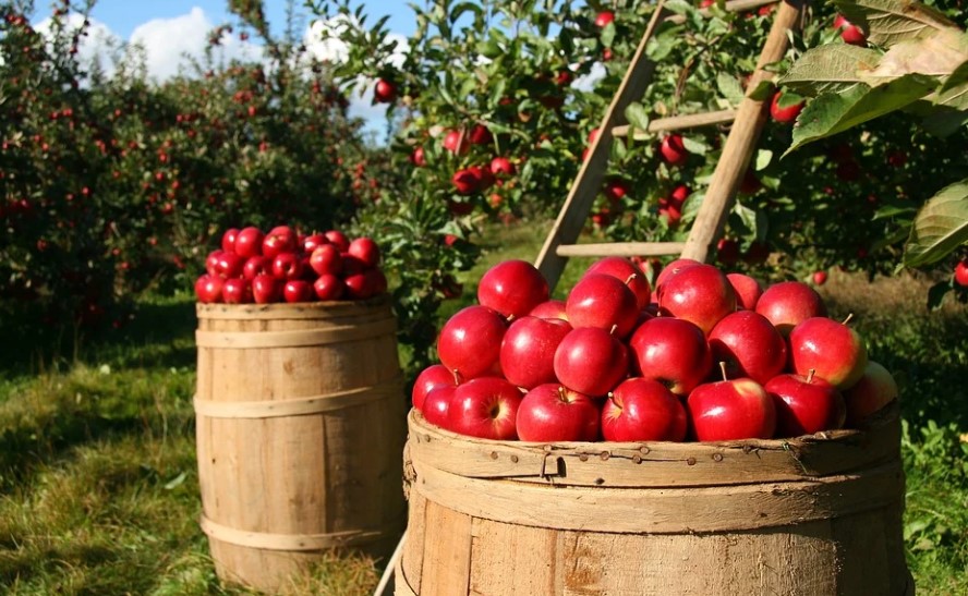 Пензенцев приглашают на «Яблочный спас»