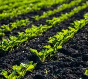 Пензенские аграрии приступили к уборке урожая сахарной свеклы