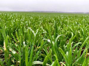 2/3 кредитных средств на сезонные работы Россельхозбанк выдал на льготных условиях