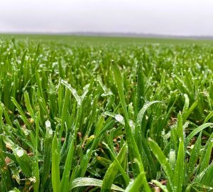 2/3 кредитных средств на сезонные работы Россельхозбанк выдал на льготных условиях