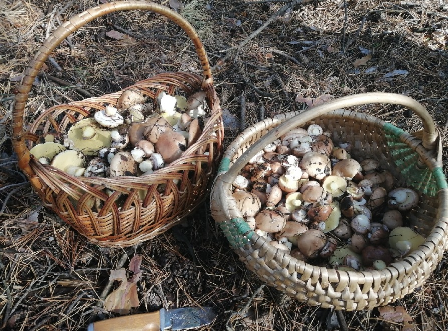 Пензячка рассказала об изобилии грибов в лесах Саратовской области