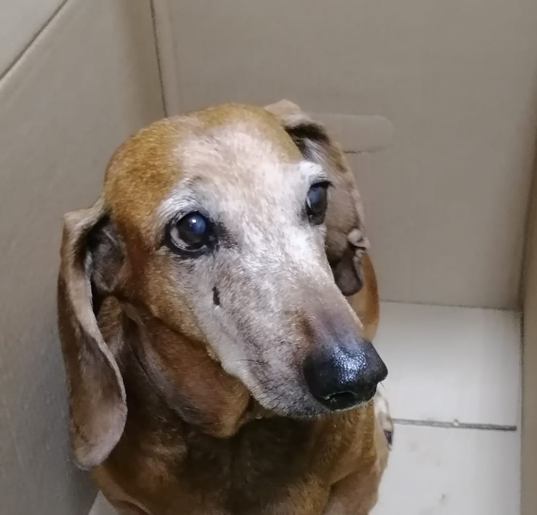 В Пензе спасатели нашли хозяев потерявшейся таксы