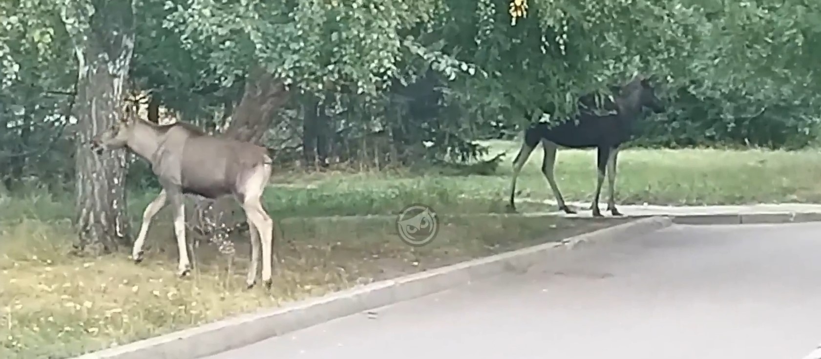В Заречном лоси гуляют по проезжей части и тротуару