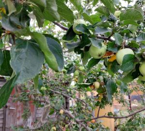 В Сердобском районе подорожали яблоки и подешевели капуста с луком