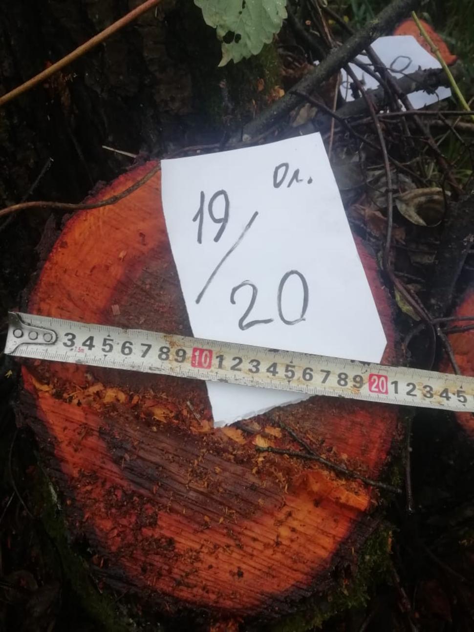 В Городищенском районе дровосеки незаконно нарубили деревьев на 166 000 рублей
