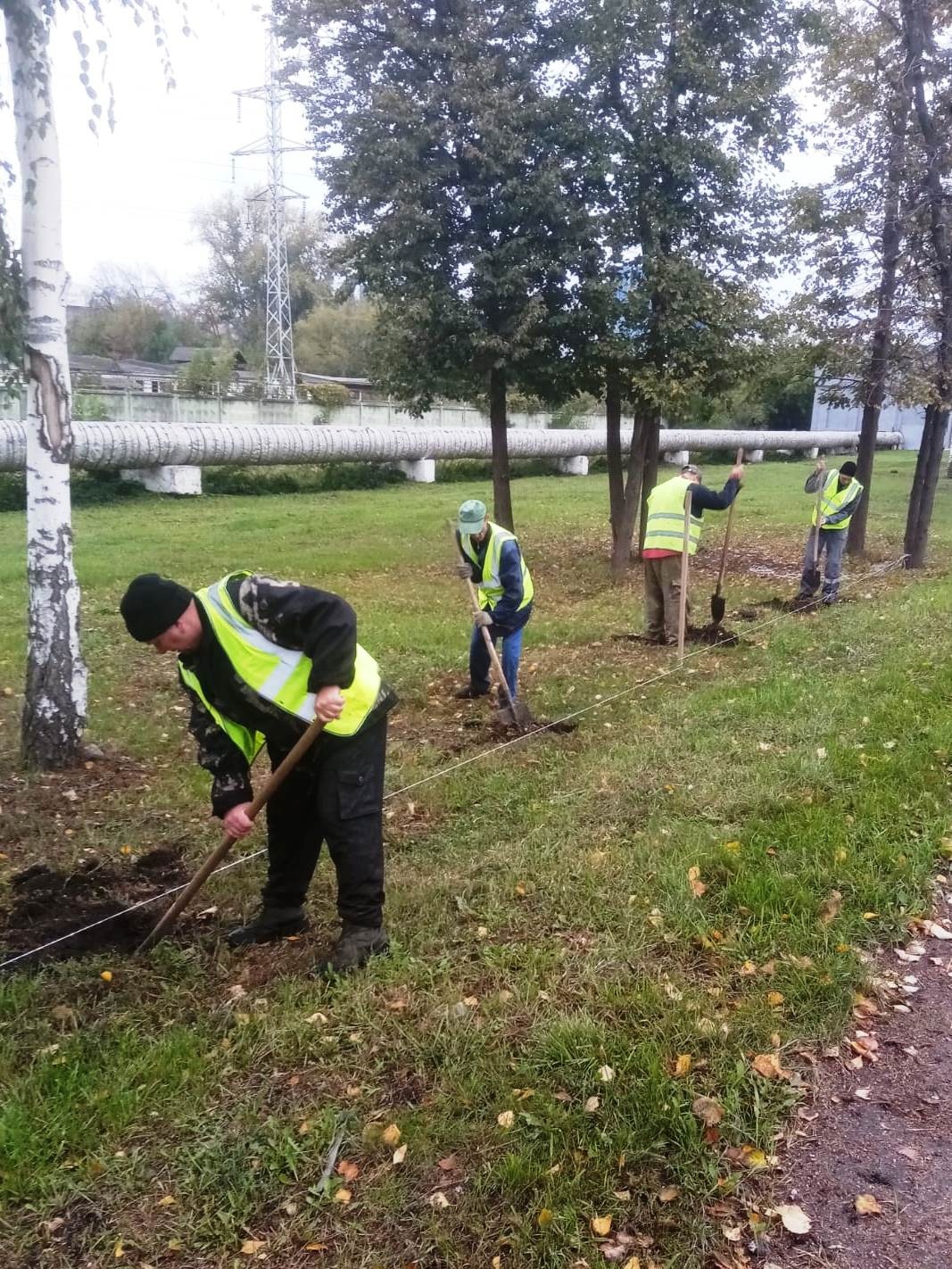 В Пензе планируют высадить около тысячи саженцев берез, лип и рябины