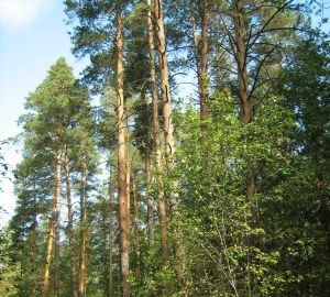 Пензенский минлесхоз объявил аукцион на покупку лесных насаждений