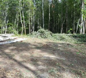 В Лунинском районе жители дважды нарушили лесное законодательство