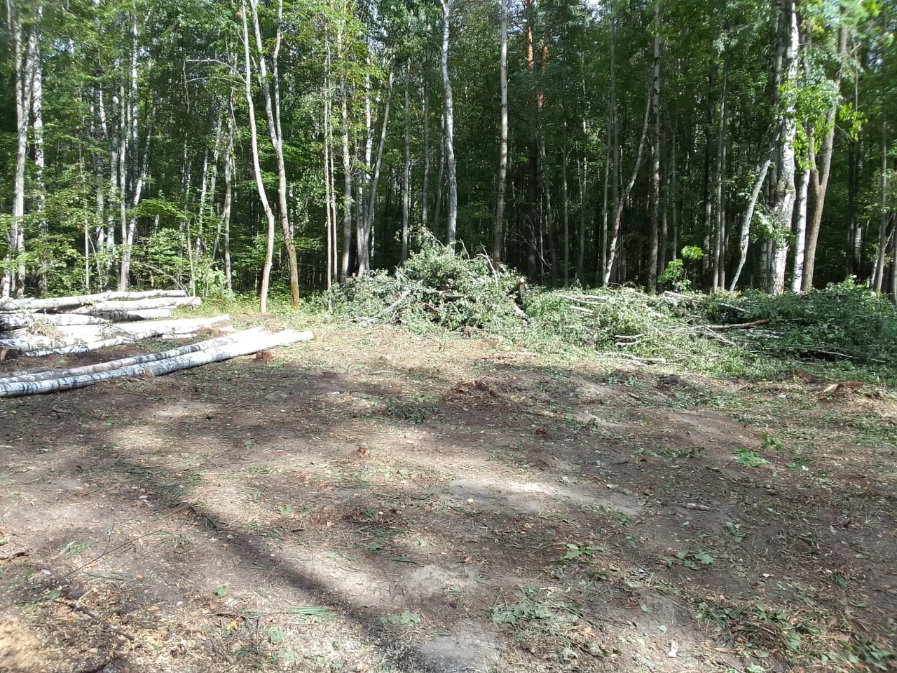 В Лунинском районе жители дважды нарушили лесное законодательство