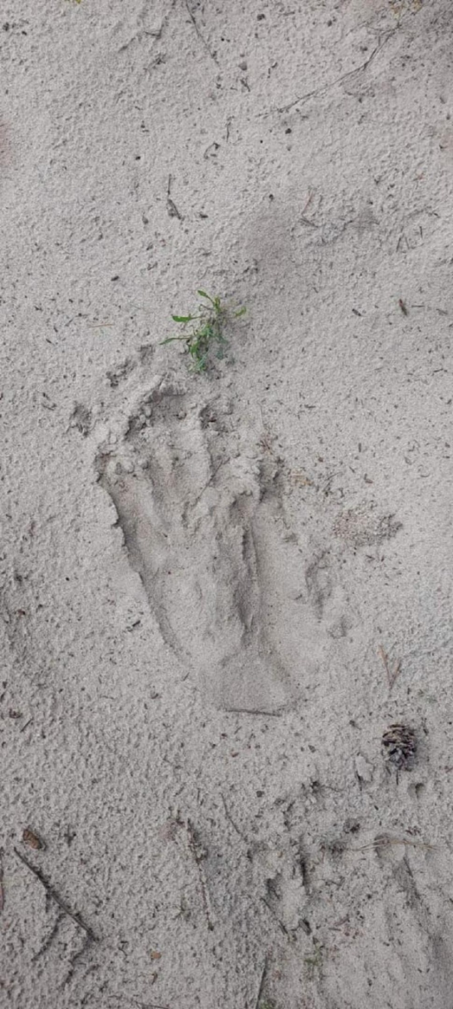 В районе Пензенской области подтвердили обитание бурого медведя