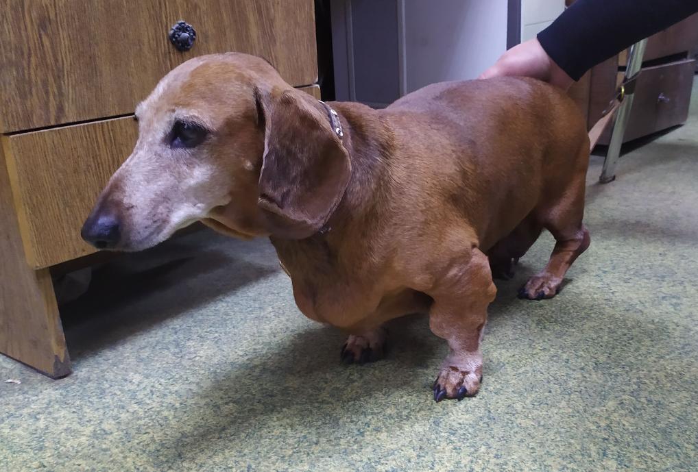 Пензенские пожарные-спасатели ищут хозяев потерявшейся таксы