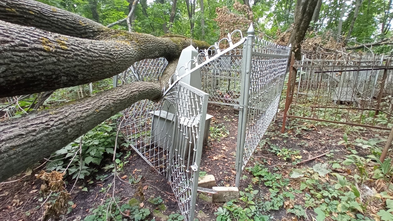 В Пензе деревья начали падать на ограды могил на Мироносицком кладбище