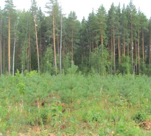 В Колышлейском районе «черные» лесорубы уничтожили деревья на 3,5 млн. руб.