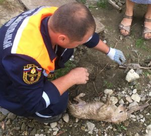 В Пензе сотрудники ПСЦ спасли жизнь щенку, провалившемуся в колодец