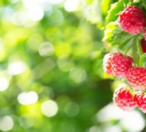 Пензенцам рассказали, как обрезать малину, чтобы ягоды были крупными