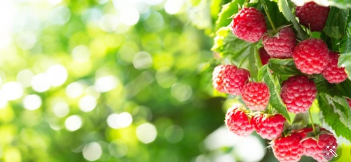 Пензенцам рассказали, как обрезать малину, чтобы ягоды были крупными