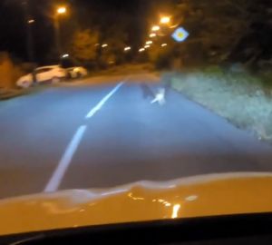 Пензенцев предупредили о появлении бешеной лисицы в населенном пункте. Видео