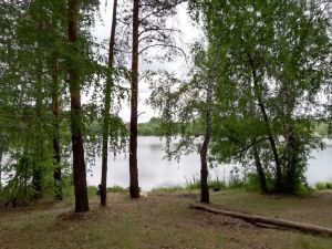 Пензенцев штрафуют за нарушения лесного законодательства