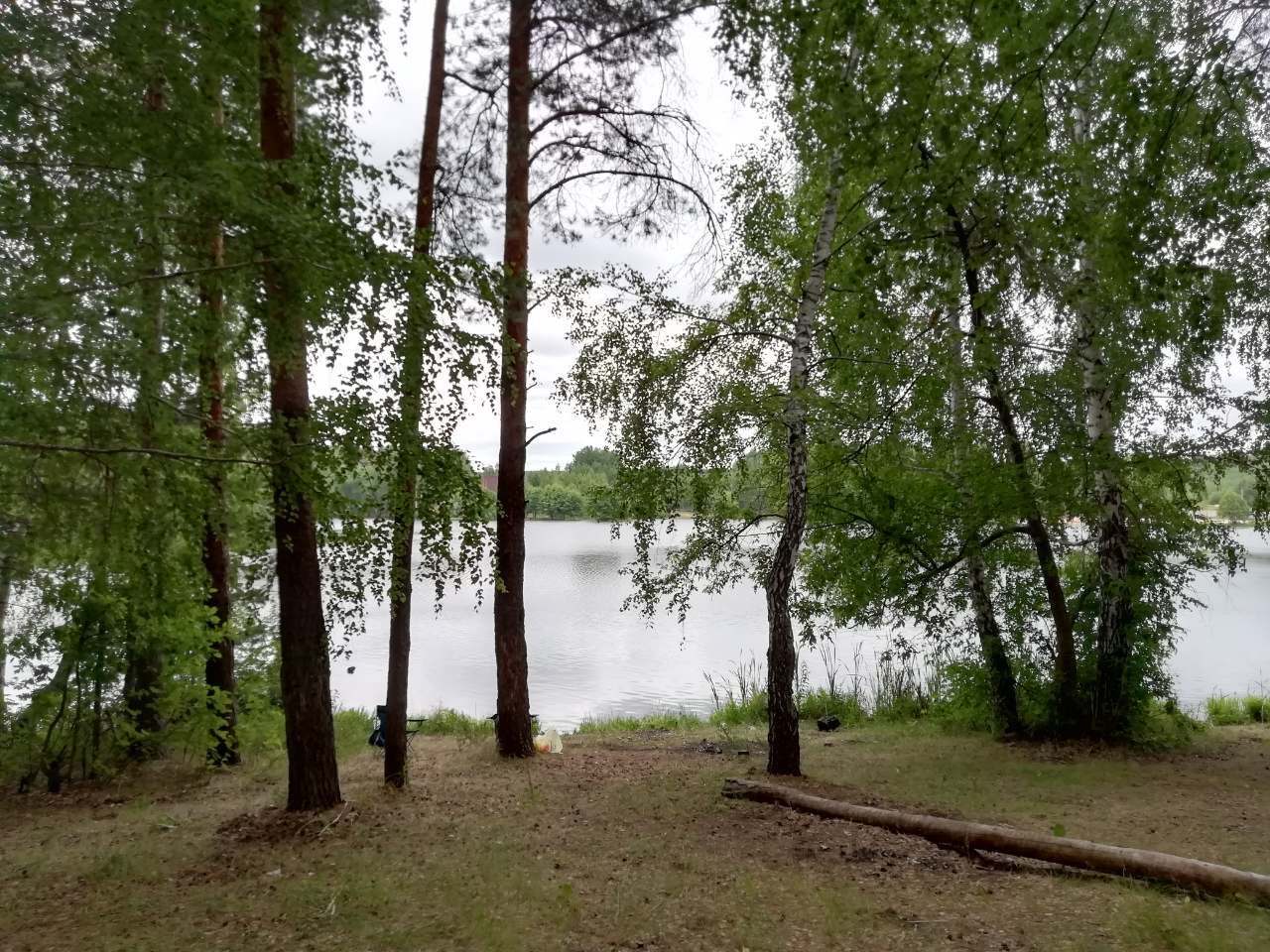 Пензенцев штрафуют за нарушения лесного законодательства