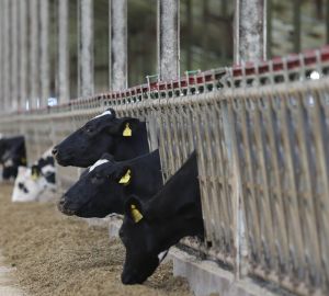 Пензенская область в числе регионов-лидеров ПФО по надою молока на одну корову