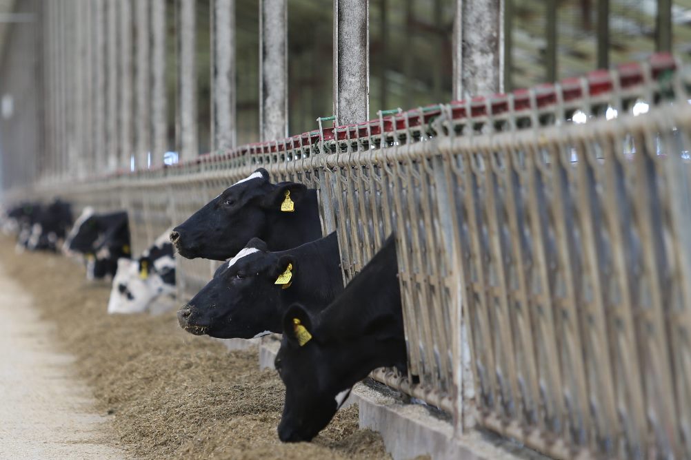 Пензенская область в числе регионов-лидеров ПФО по надою молока на одну корову