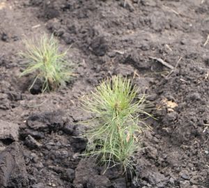 В лесах Пензенской области высадят более 50 тысяч сосен