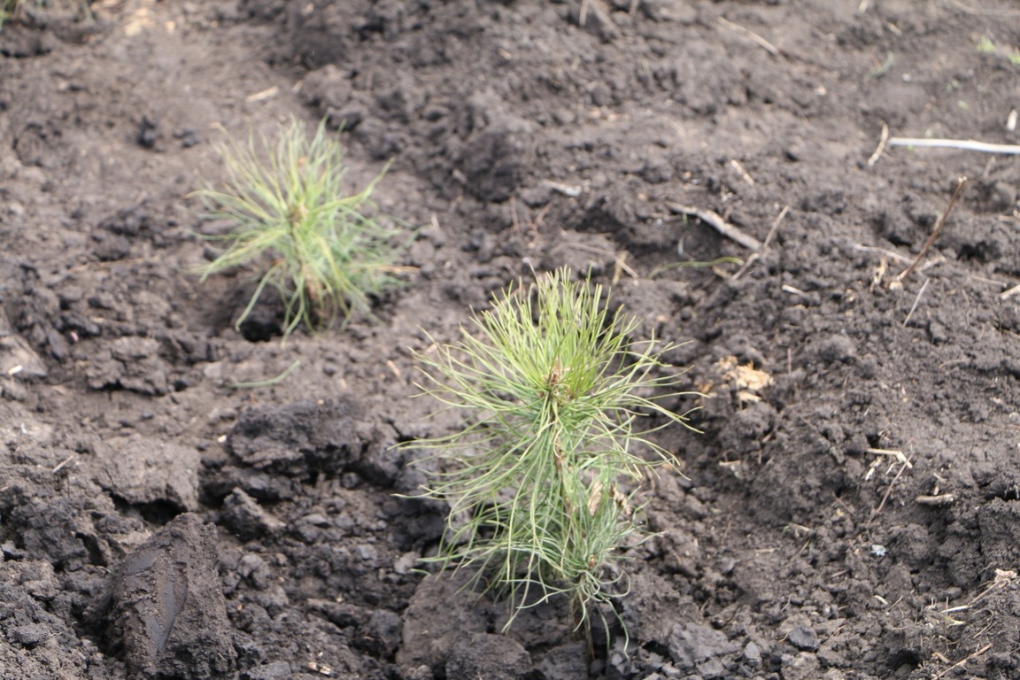 В лесах Пензенской области высадят более 50 тысяч сосен
