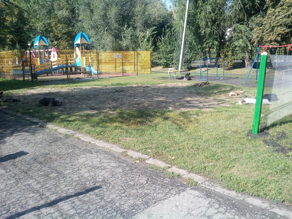 Пензенцам ответили, почему в парке «Комсомольский» до сих пор не отловили собак