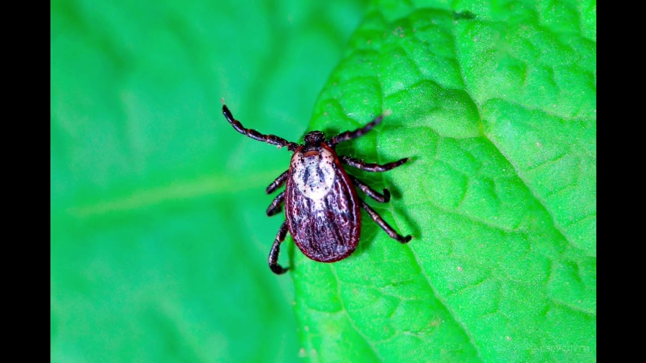 В Пензенской области с момента начала сезона от укусов клещей пострадали 1 427 человек