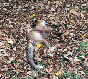 В Заречном обнаружена мёртвая лиса