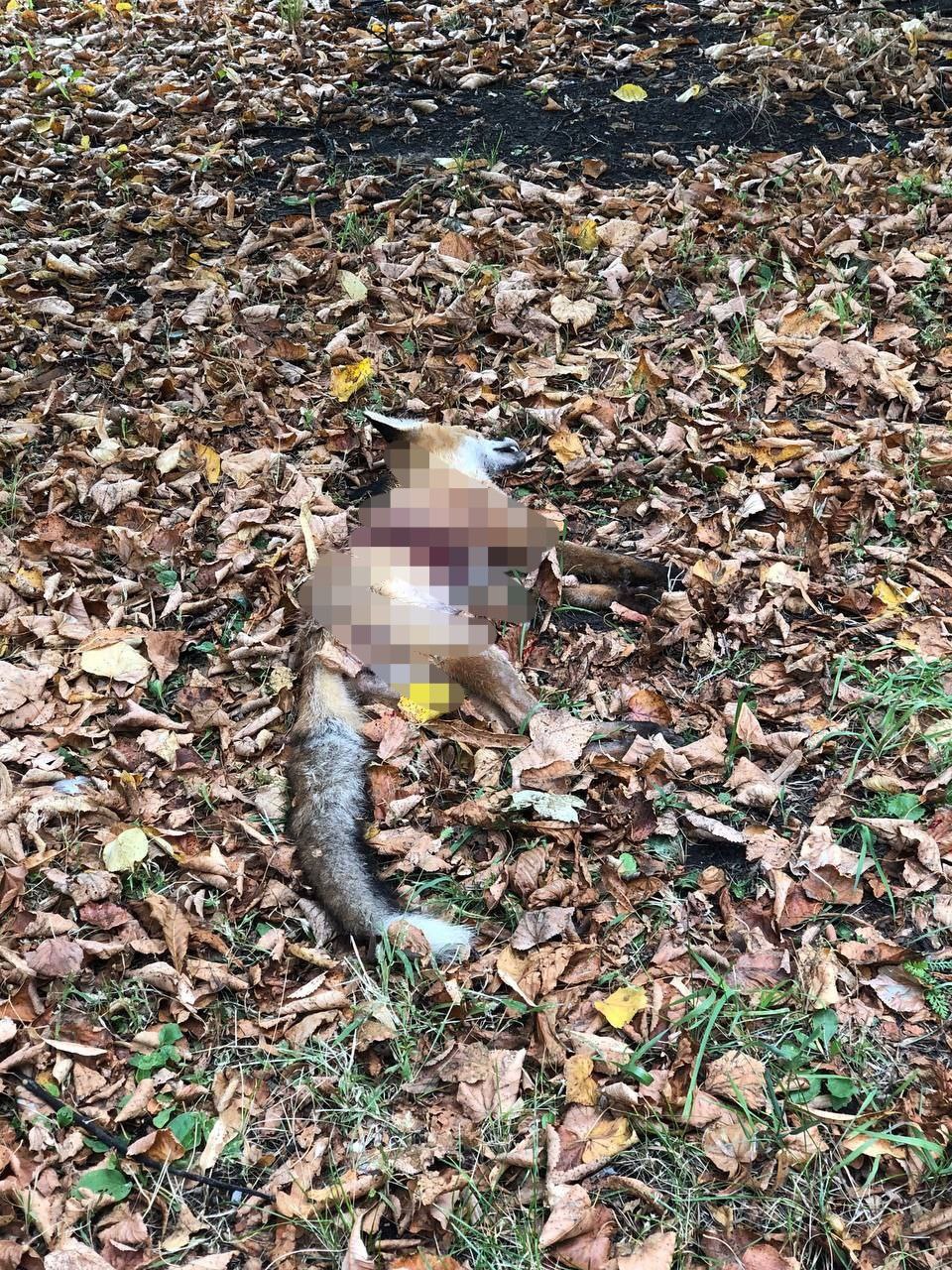 В Заречном обнаружена мёртвая лиса
