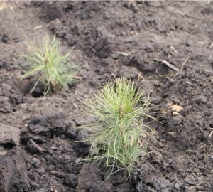 В Пензе присоединятся к всероссийской акции «Сохраним лес!»