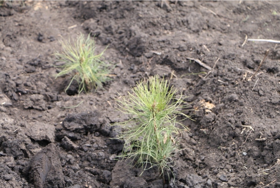 В Пензе присоединятся к всероссийской акции «Сохраним лес!»