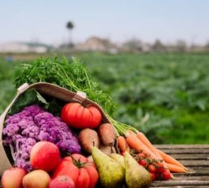 В Бессоновском районе зафиксировано падение цен на овощи до 9,2%