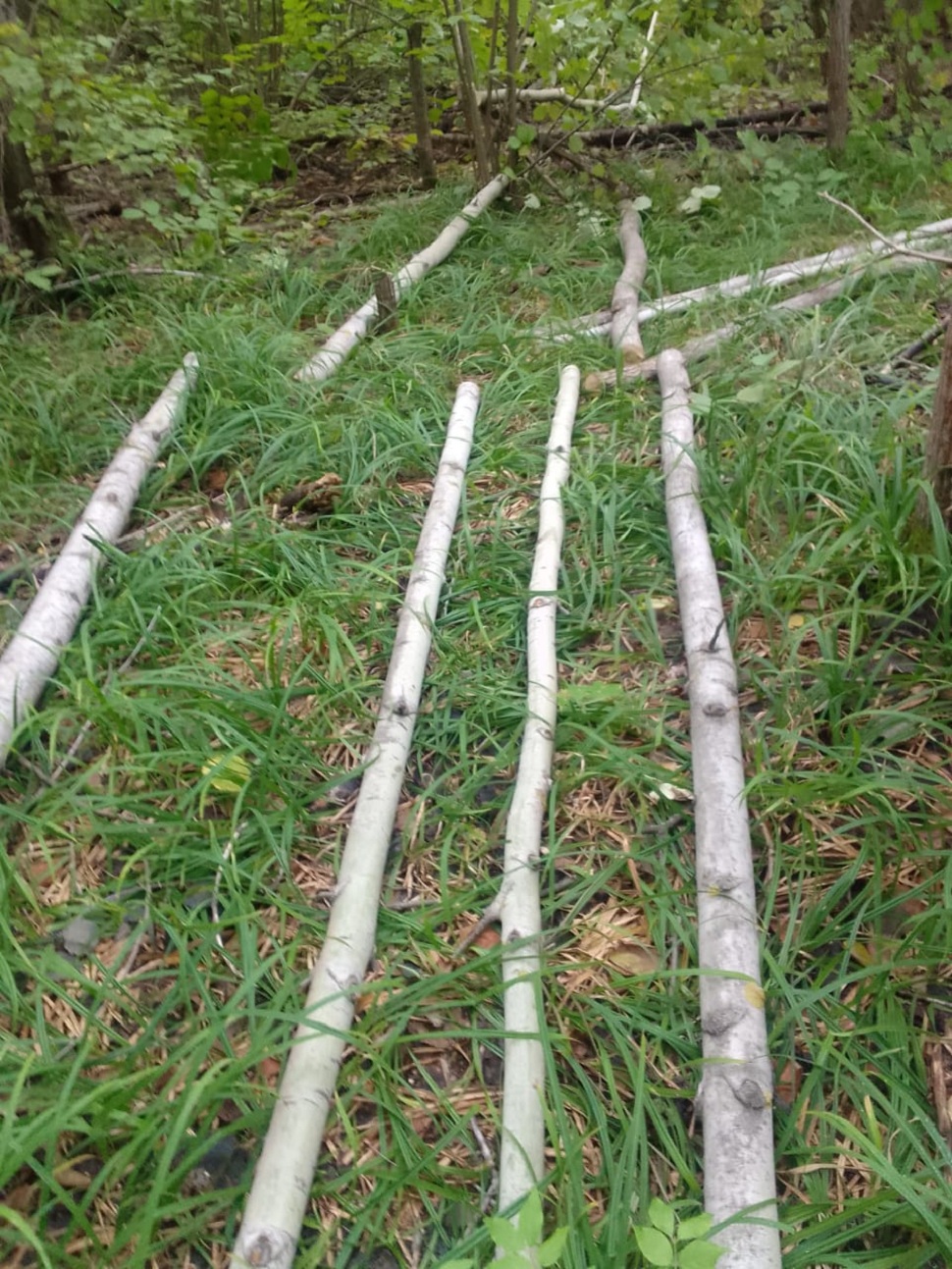 В Пензенской области оштрафовали «черного» лесоруба