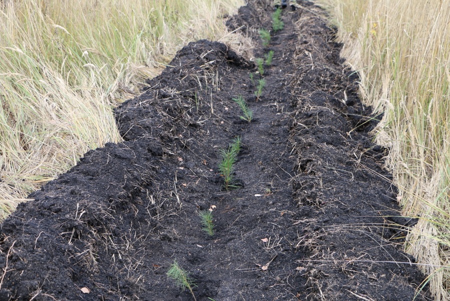 В Пензенской области в полном объеме выполнен план по лесовосстановлению