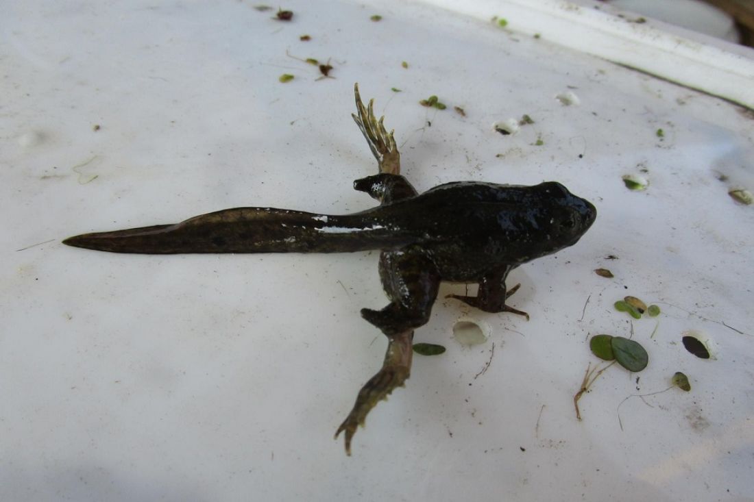 Названа причина появления лягушек-мутантов в пензенских прудах