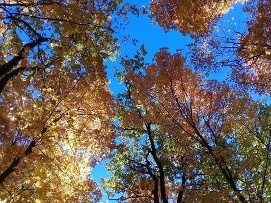 В лесах Пензенской области завершен пожароопасный сезон