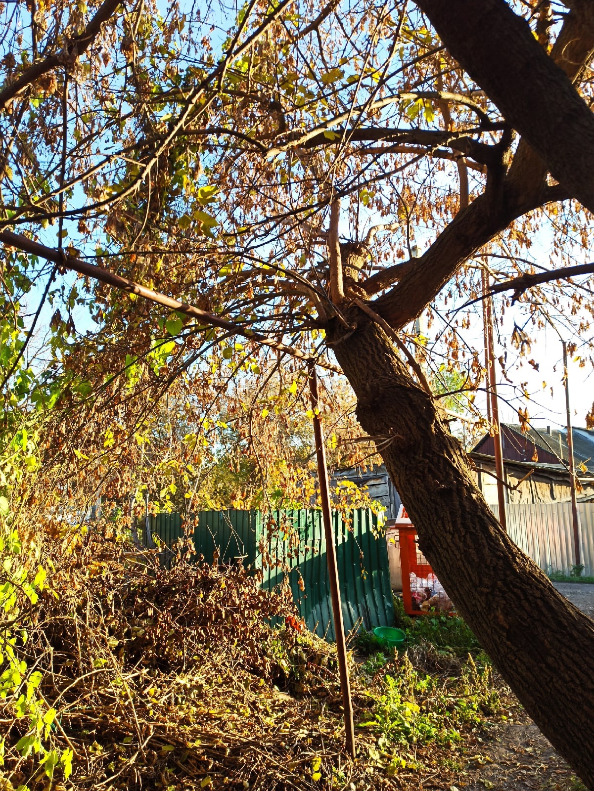 Пензячка рассказала о дереве, которое скоро упадет на газовую трубу